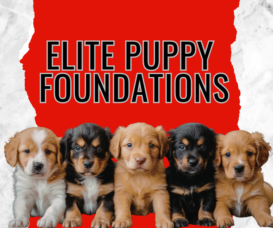Idaho Elite K-9: Elite Puppy Foundations 4 Week Class