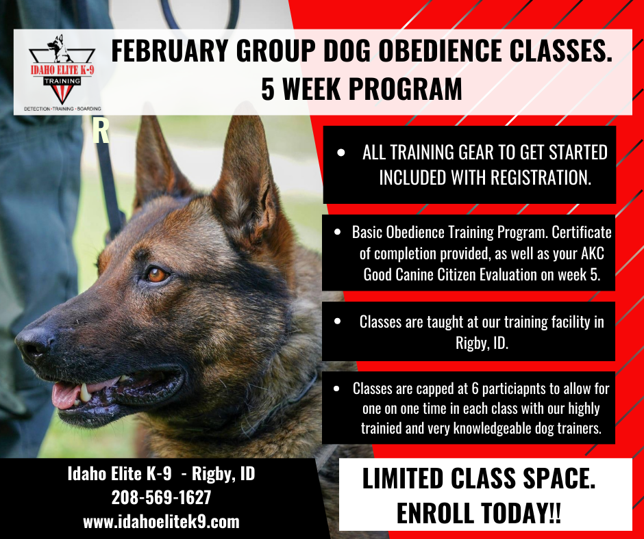 German Shepherd Dog Dog Boarding Locations Near Me Training Center