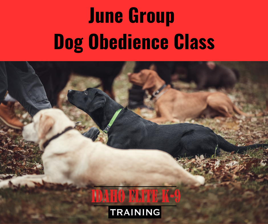 Idaho Elite K-9 January 2026 Group Obedience Class