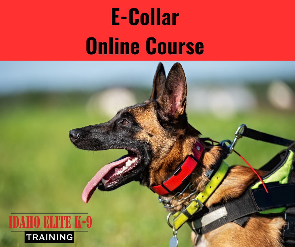 E collar best sale training german shepherd