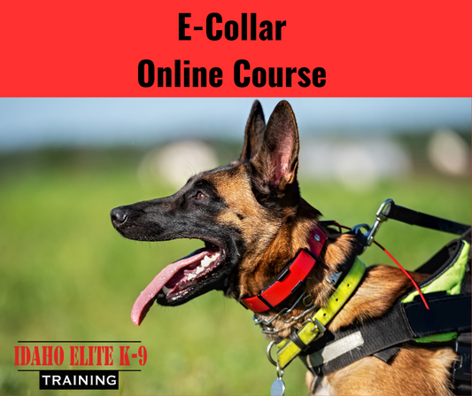 Online E-Collar Course