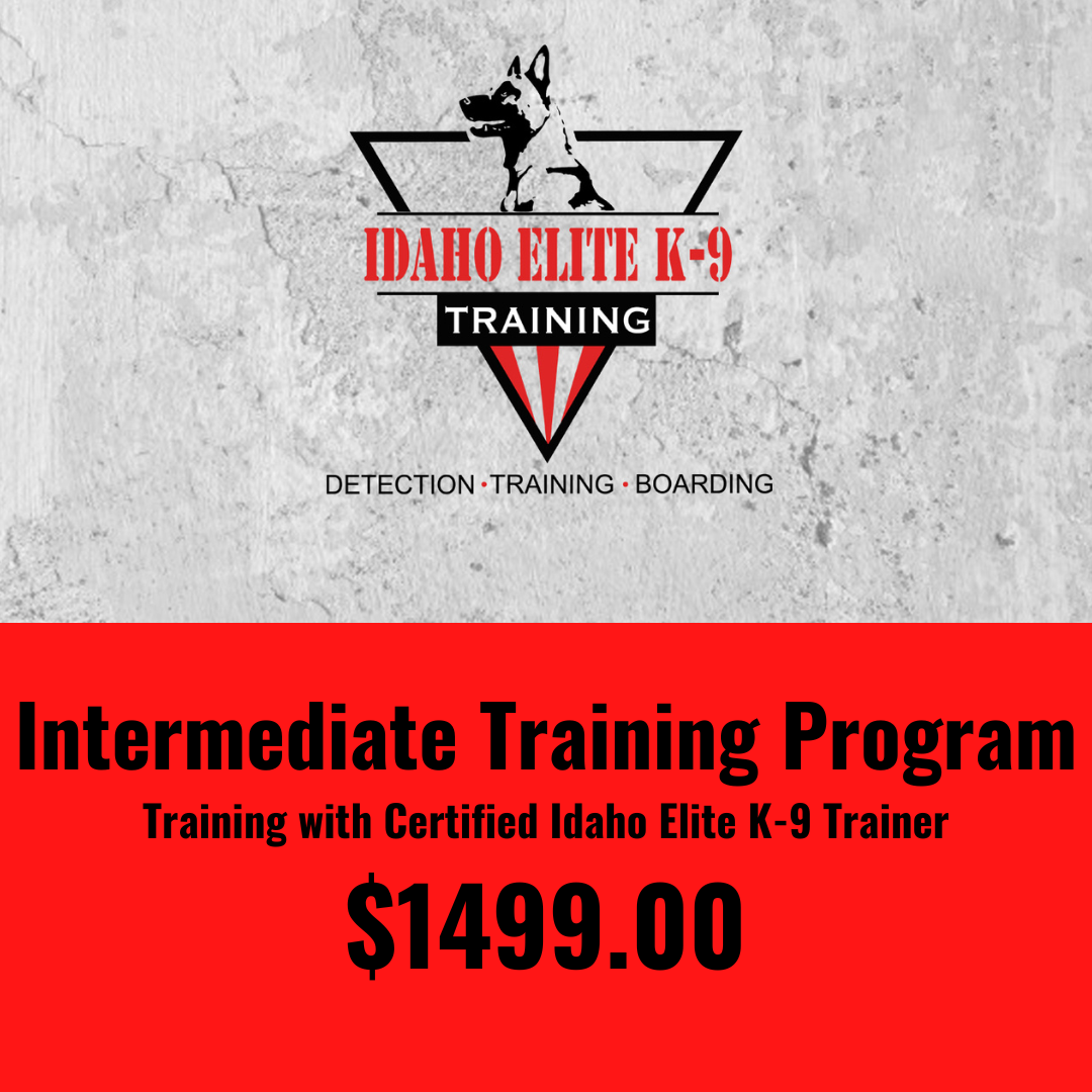 Intermediate Training Program With An Idaho Elite K-9 Certified Trainer