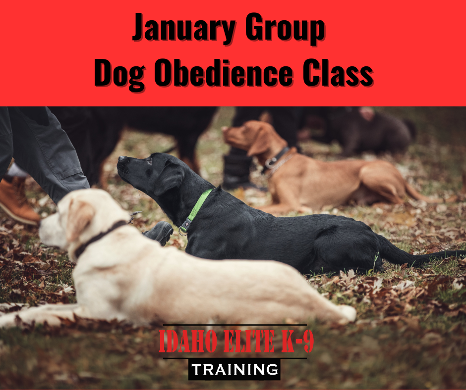 Idaho Elite K-9 January 2026 Group Obedience Classes