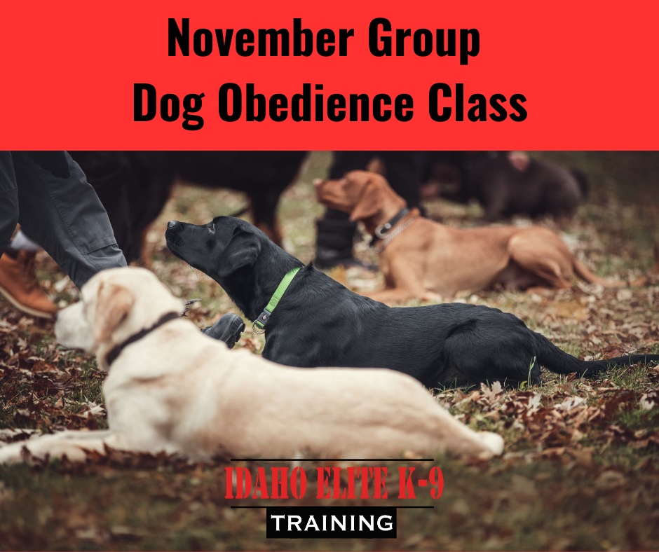 Idaho Elite K-9 November Group Obedience Classes