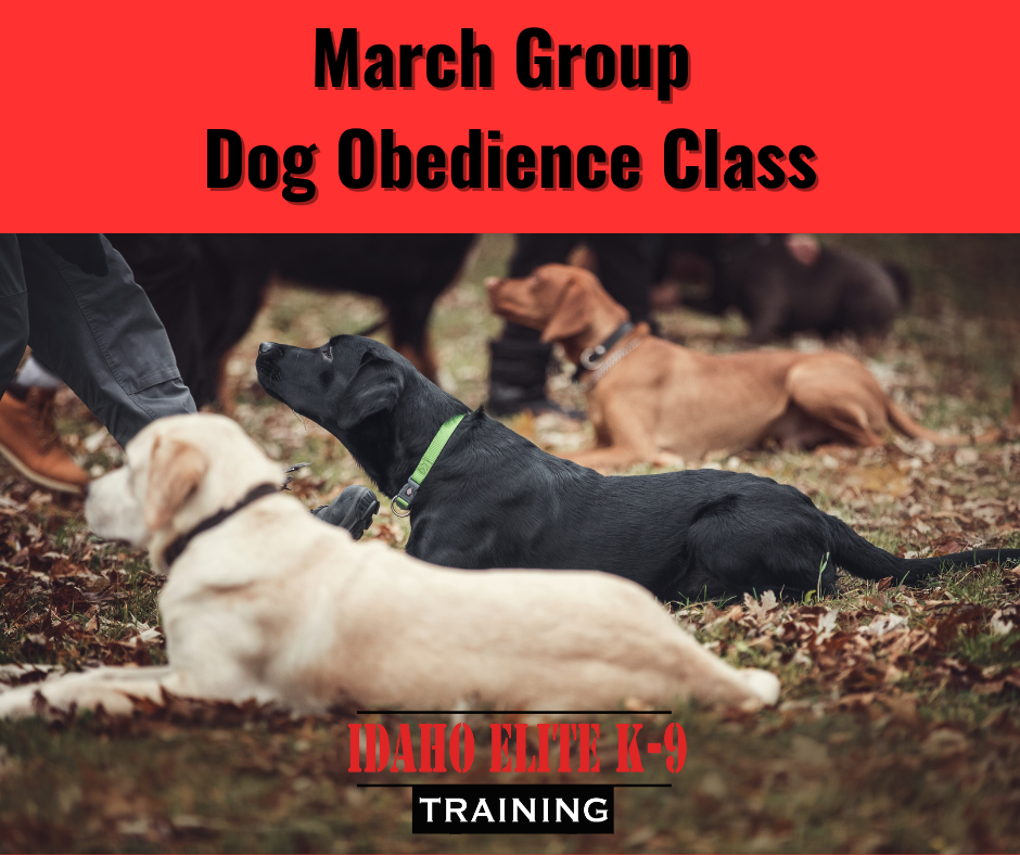 Idaho Elite K-9 March 2025 Group Obedience Classes